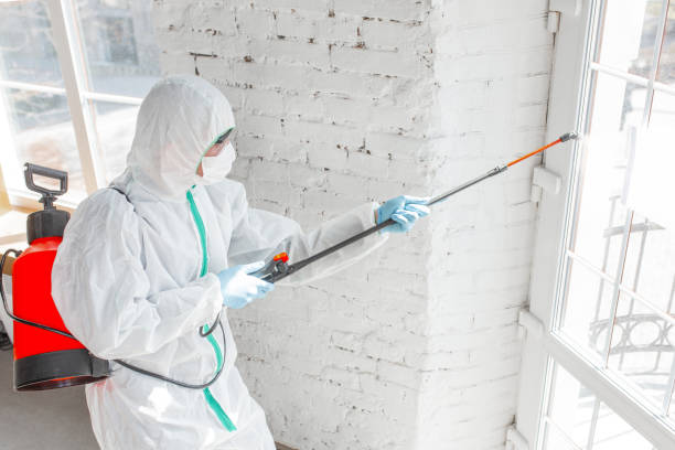 Best Mold removal after water damage  in Mineola, TX